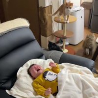 泣いている赤ちゃんと猫たち