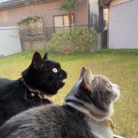 鳴き声を出す黒猫