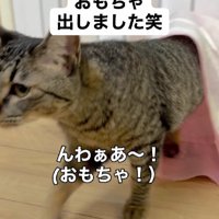 袋から出てくる猫