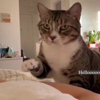 飼い主さんに手を伸ばすノブくん
