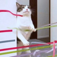 家の中に張ってあるテープにひっかかる猫