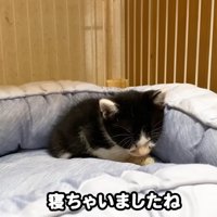 フカフカのベッドで眠る子猫