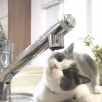 蛇口から水を飲むブリティッシュショートヘア