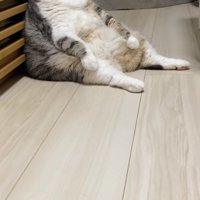 スコ座りをしているカメラ目線の小夏ちゃん