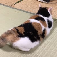 しっぽがほぼ下がっている写真