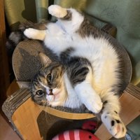 へそ天するマンチカン