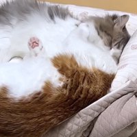 猫ベッドに2匹で入っている猫