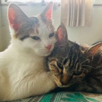 室内にいる猫