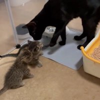 黒猫と2匹の子猫