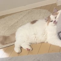 不満そうな猫