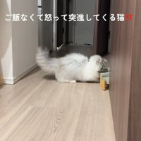 お皿を見る猫