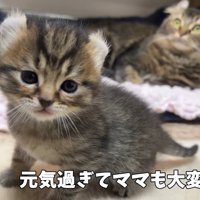 子猫の奥にいるママ猫