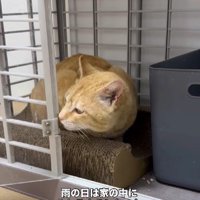ケージの中の猫