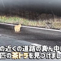 道路にいる猫