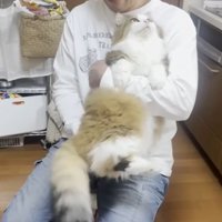 飼い主さんに甘える猫