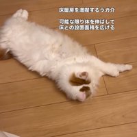 床で転がる猫1