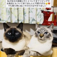 テーブルの上でくつろぐ2匹のシャムミックス