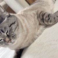 前足を折り曲げてくつろぐ猫