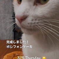ケーキの近くに座っている猫