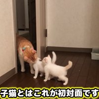 部屋に入ってきて子猫と対面する成猫