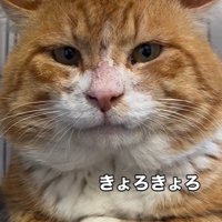 香箱座りをしている猫
