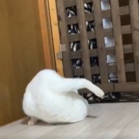 白猫がでんぐり返しする瞬間2