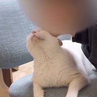 飼い主にアゴをすり寄せられて嬉しそうな顔をする猫