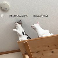 固まる2匹の猫