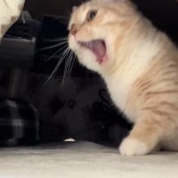 あくびをしている猫