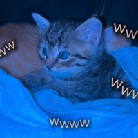 前を見つめる子猫2