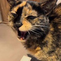 鳴いている猫