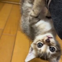 人の足に掴まってぶら下がっている子猫