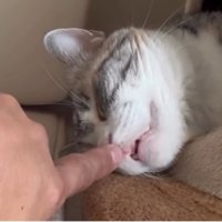 寝ている猫