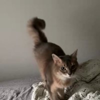 しっぽが揺れる猫