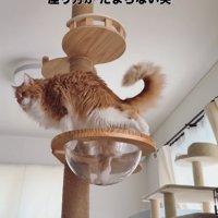 キャットタワーに登る猫2