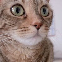 目を見開く猫