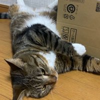 床で寝る猫