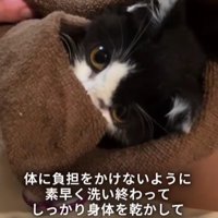 毛布にくるまれた子猫