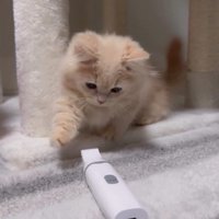 地面に置いてあるバリカンを前足で突く子猫