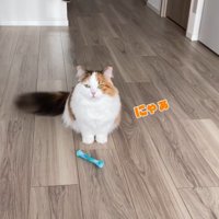 飼い主を見ながら小さく鳴く猫