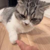 女性の手を見つめて動かない猫