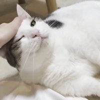 頭をなでられる猫