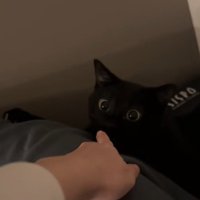 鼻をつつかれている黒猫
