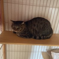 ケージの中のステップに座る猫