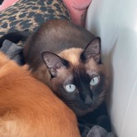 丸く小さく座る猫