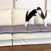 ソファの上で遊ぶ2匹の子猫