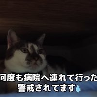 隠れていたささみくん