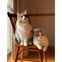 椅子に座る猫たち