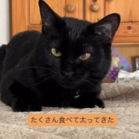 寝そべる猫