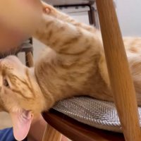 人のあごにほおずりをしている猫